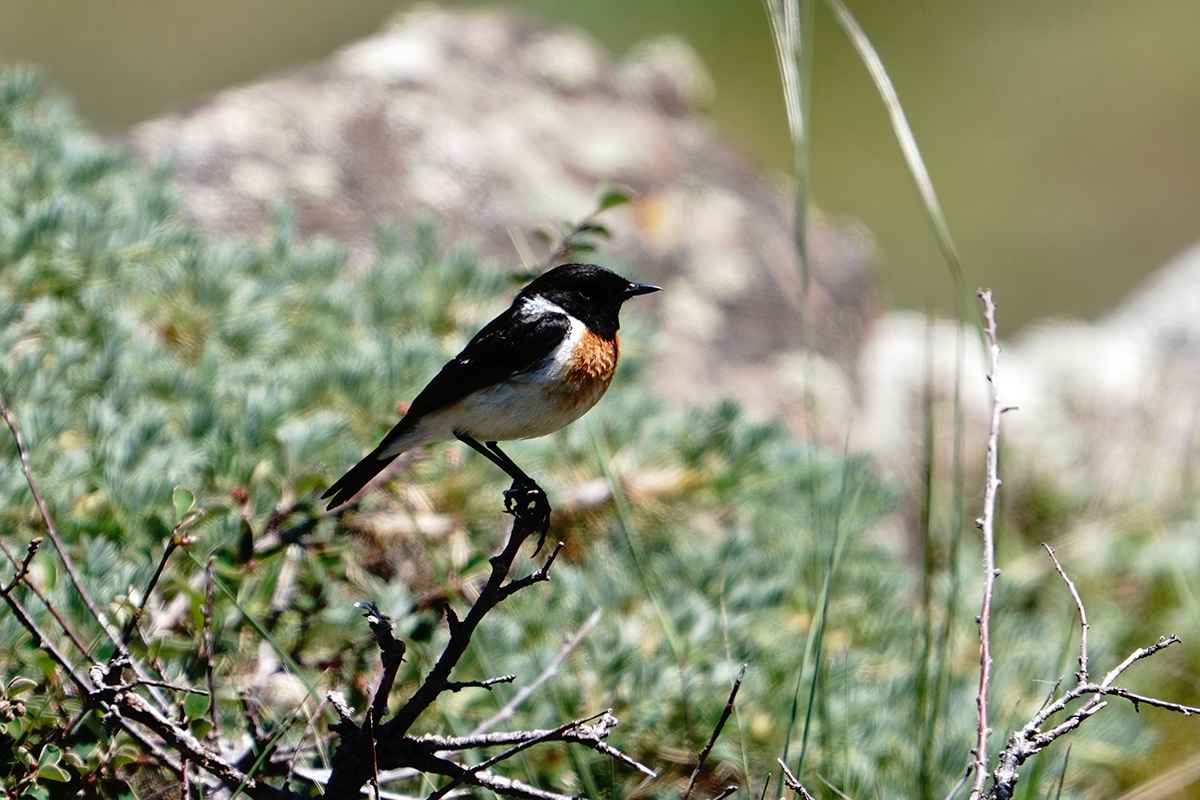 Siberian Stonechat